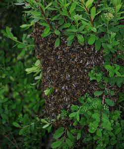 Bee swarm - Battle - June 2016