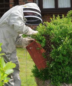 Chris Hone collects bee swarm - Battle - June 2016
