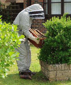 Chris Hone collected bee swarm - Battle - June 2016