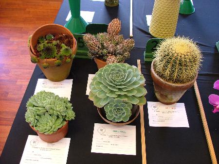 Succulents and cacti exhibits