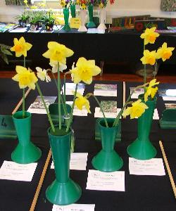 Daffodil class
