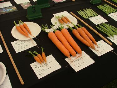 Carrots class