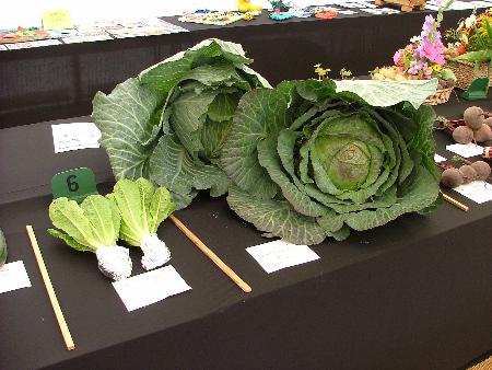 Prize winning cabbages by Sid Smith