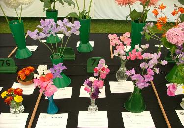 Summer Show 2011