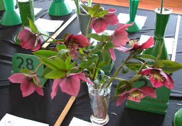 Spring Show - Hellebore