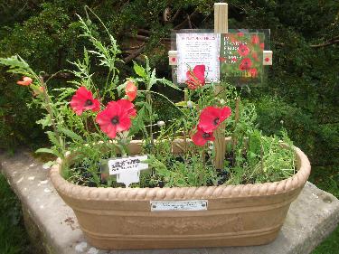 2016 Poppy Planter