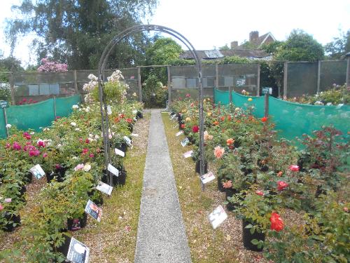 Northiam Rose Nursery