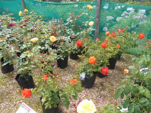 Northiam Rose Nursery