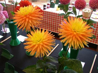 Dahlia exhibits