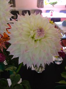 Dahlia exhibit