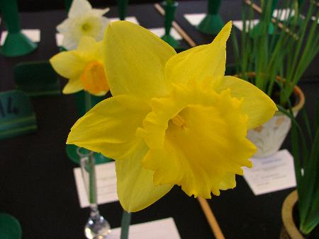 Prize winning daffodils