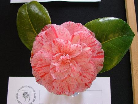 Beautiful camellias