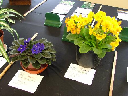 Flowering pot plants