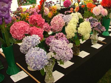 Hydrangea class