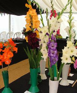 Gladioli exhibits