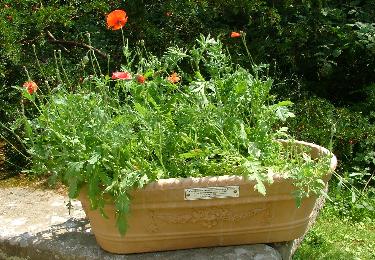 Poppy Planter